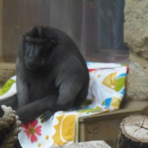 Think Tank- Sulawesi Macaque