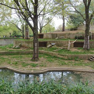 Great Cats- African Lion Exhibit