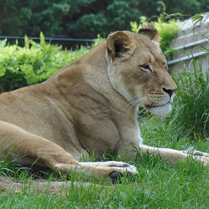 Great Cats- African Lioness