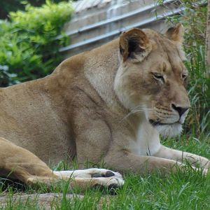 Great Cats- Lioness