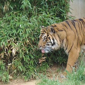 Great Cats- Sumatran Tiger