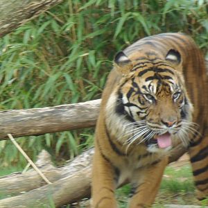 Great Cats- Sumatran Tiger