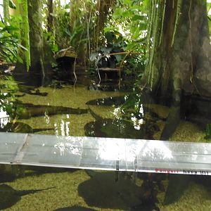 Amazonia- Ray/Fish Exhibit
