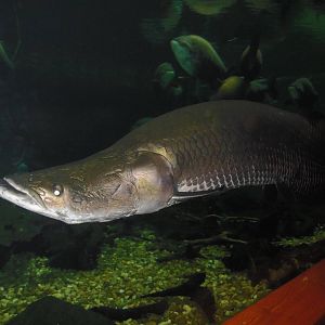 Amazonia- Arapaima