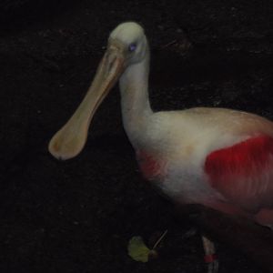 Amazonia- Roseate Spoonbill