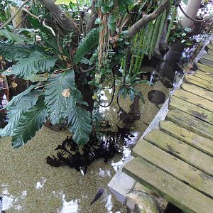 Amazonia- Overhead View of Ray/Fish Tank