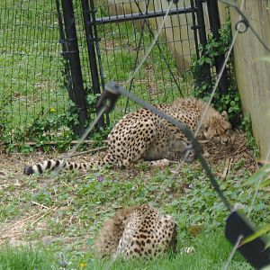 Cheetah Conservation Station- Juvenile Cheetahs