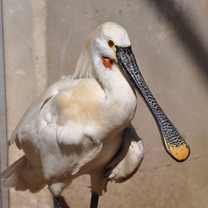 White spoonbill/ Platalea leucorodia