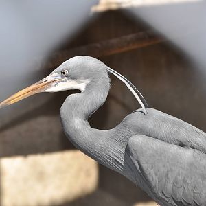 West African reef heron/ Egretta gularis