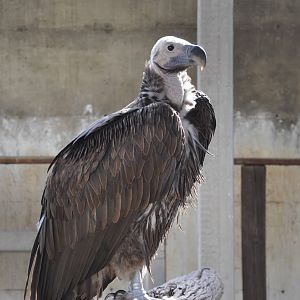 Lappet-faced vulture/ Torgos tracheliotus negevensis