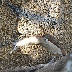 Little bittern/ Ixobrychus minutus