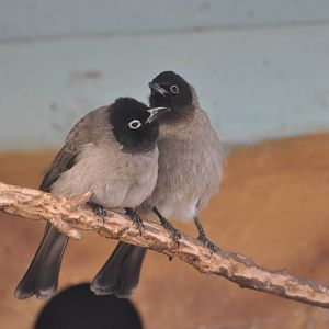 Yellow-vented bulbul/ Pycnonotus xanthopygos