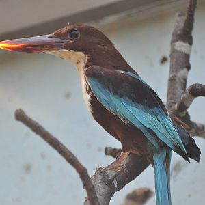 White-throated kingfisher/ Halcyon smyrnensis
