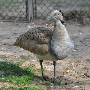 Houbara/ Chlamydotis macqueenii