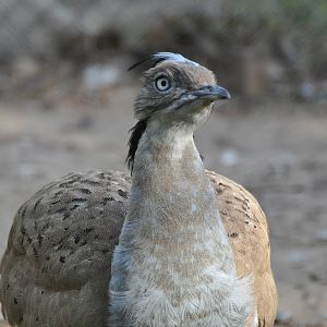 Houbara/ Chlamydotis macqueenii