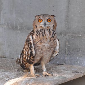 Pharaoh`s eagle owl/ Bubo ascalaphus
