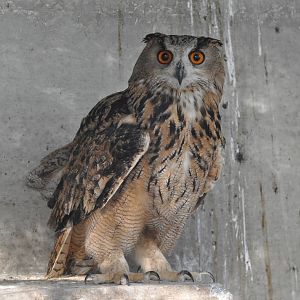 Aharoni`s eagle owl/ Bubo bubo interpositus