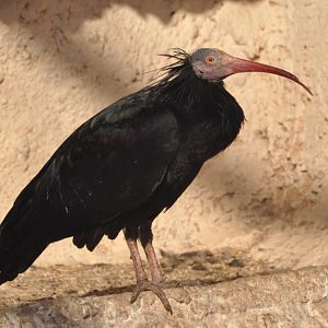 Waldrapp ibis/ Geronticus eremita