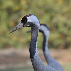 Common crane/ Grus grus