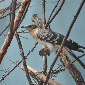 Great spotted cuckoo/ Clamator glandarius
