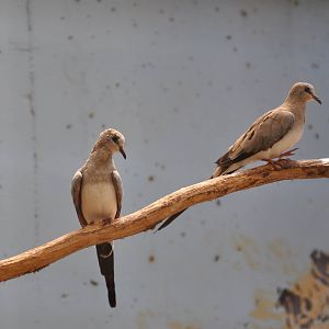 Namaqua dove/ Oena capensis
