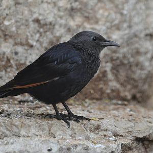 Tristram`s grackle/ Onychognathus tristramii