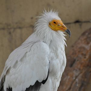 Eastern Egyptian vulture/ Neophron percnopterus percnopterus