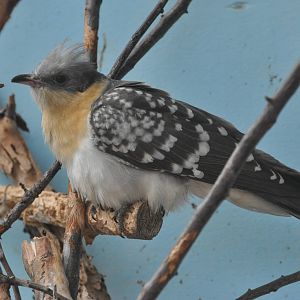 Great spotted cuckoo/ Clamator glandarius