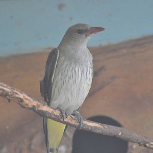 Golden oriole/ Oriolus oriolus