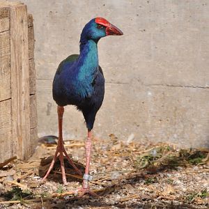 Purple swamphen/ Porphyrio porphyrio madagascariensis