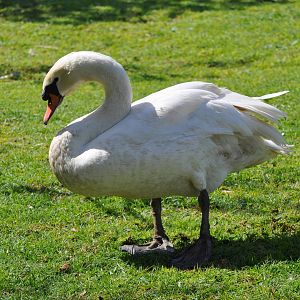 Mute swan/ Cygnus olor