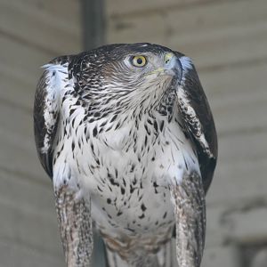 Bonelli`s hawk eagle/ Hieraaetus fasciatus fasciatus
