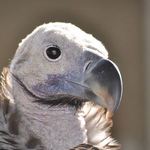 Lappet-faced vulture/ Torgos tracheliotus negevensis