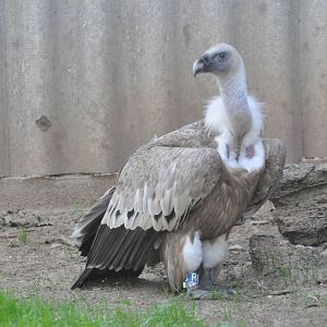 Western griffon vulture/ Gyps fulvus fulvus