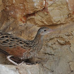 Corncrake/ Crex crex