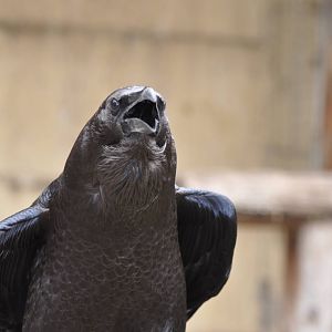 Brown-necked raven/ Corvus ruficollis