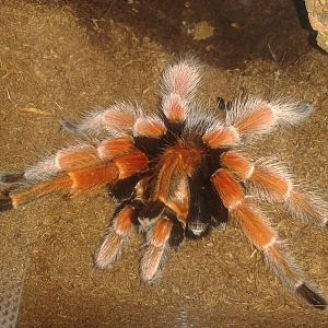 Bird-eating spider ID needed