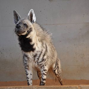 Syrian striped hyaena/ Hyaena hyaena syriaca