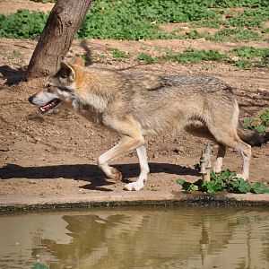 Arabian wolf/ Canis lupus arabs