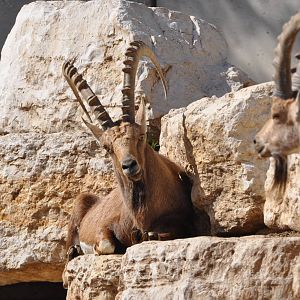 Nubian ibex/ Capra nubiana