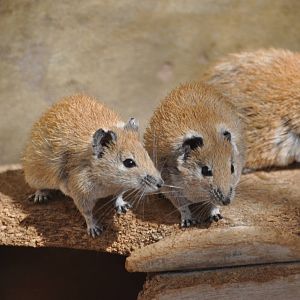 Golden spiny mouse/ Acomys russatus