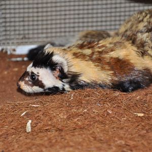 Marbled polecat/ Vormela peregusna syriaca