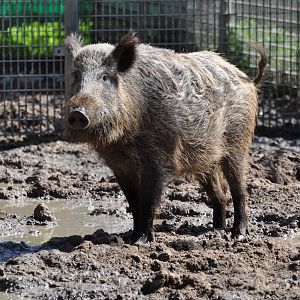 Anatolian wild boar/ Sus scrofa libycus