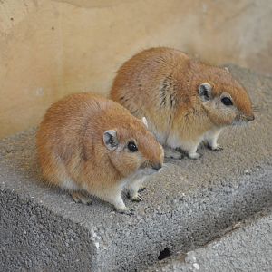Fat sand rat/ Psammomys obesus terrasanctae