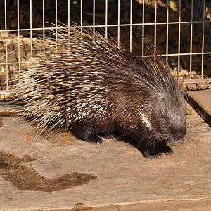 Indian crested porcupine/ Hystrix indica indica