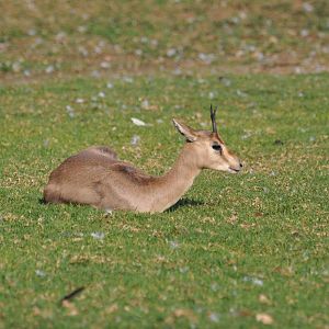 Palestine gazelle/ Gazella gazella gazella