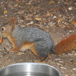 Persian squirrel/ Sciurus anomalus