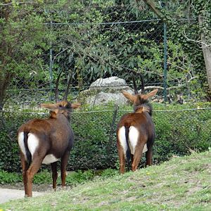 Hippotragus niger niger