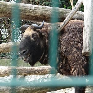 Budorcas taxicolor taxicolor