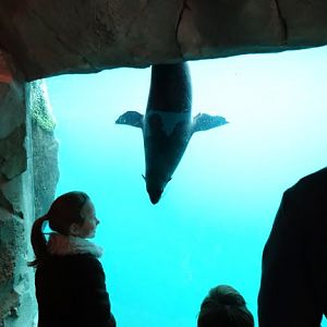 Arctocephalus pusillus